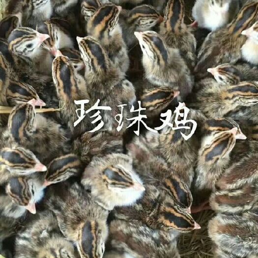 如东县珍珠鸡苗 