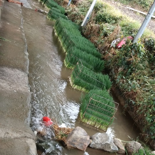 桂林香葱 