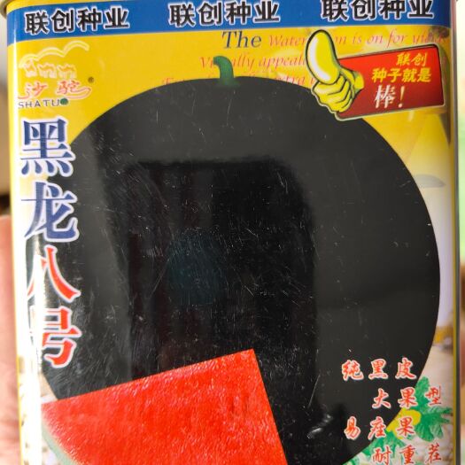扶沟县黑龙八号 黑皮无籽西瓜种子耐重茬抗病抗裂含糖量高不倒瓤易管理