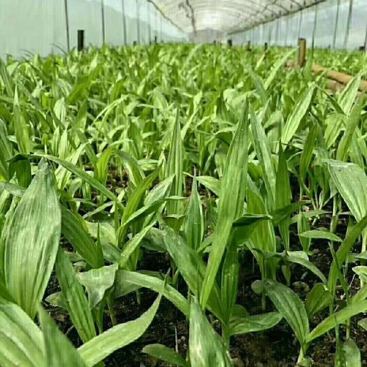 丽江紫花白芨苗