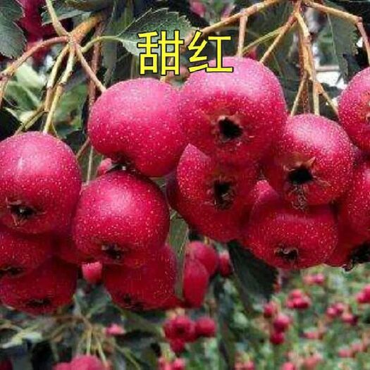 平邑县甜红子山楂苗 