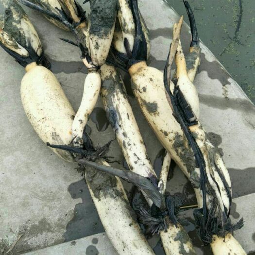 武植2号莲藕苗  专抽藕带的藕种  湖北仙桃