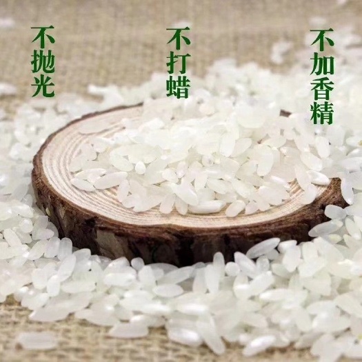 永吉县东北大米 一等品 一季稻 粳米 