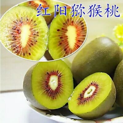 平邑县红阳猕猴桃苗 红阳，徐香，红心，楚红，软枣弥猴桃树苗