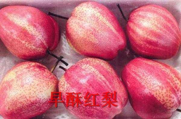 平邑县早酥红梨苗  1~1.5米 结果树