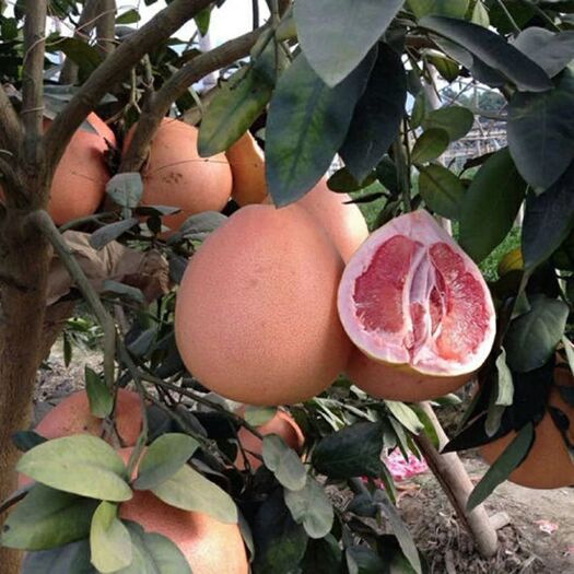 平邑县红肉蜜柚苗  结果苗