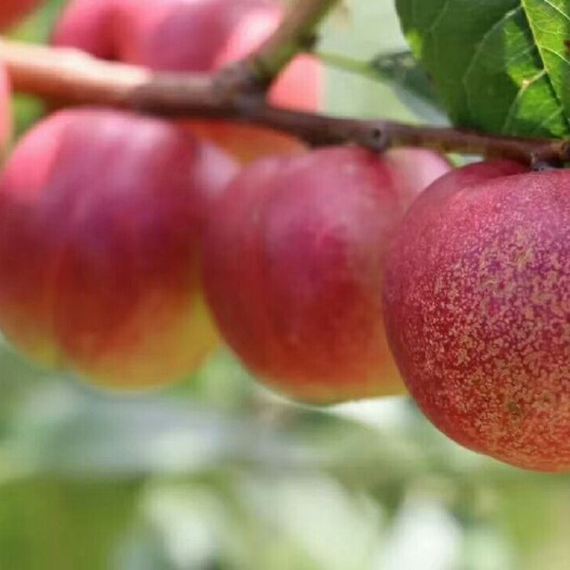 鄱阳县珍珠枣油桃苗 珍珠枣蜜桃苗 枣油桃苗
