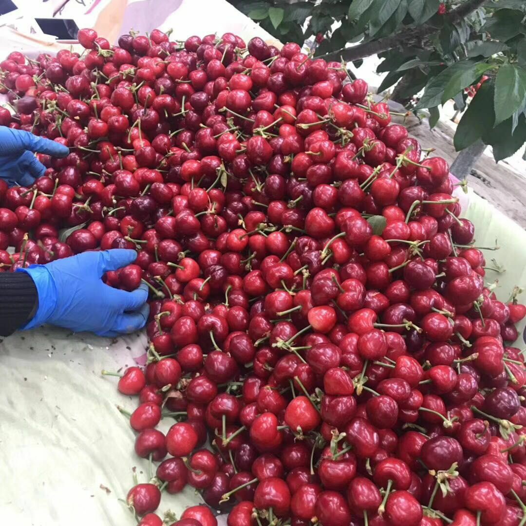 美早樱桃 30mm以上 20g以上