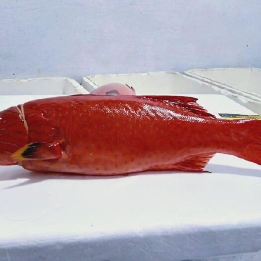 钦州沙虫 