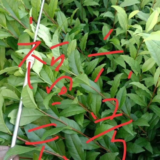 福云6號茶樹苗 實生苗 0.5米以下
