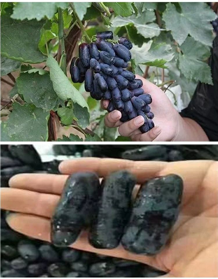 蓝宝石葡萄苗 