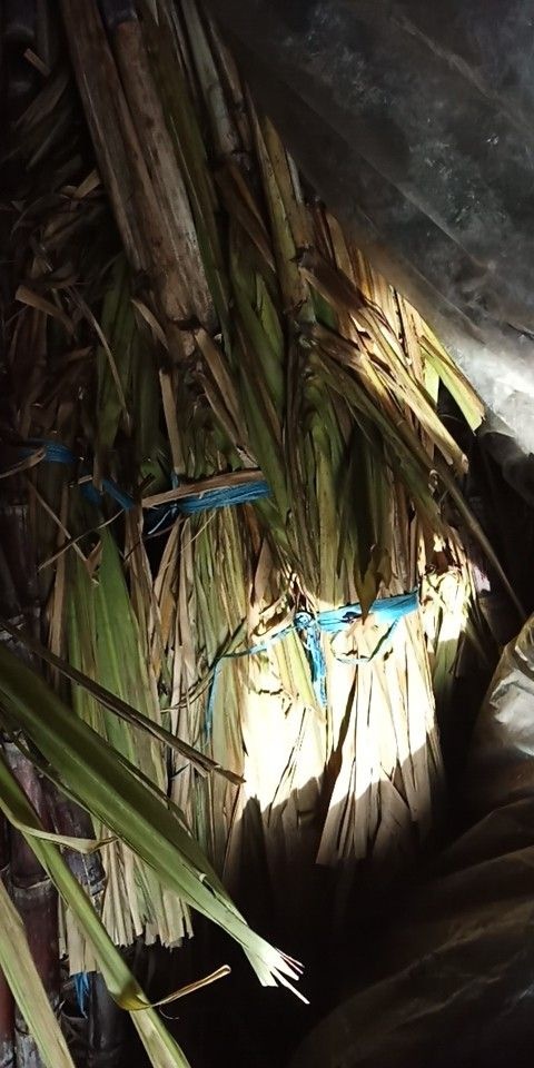 兰陵县黑皮甘蔗 6 - 8cm 2 - 2.5m 