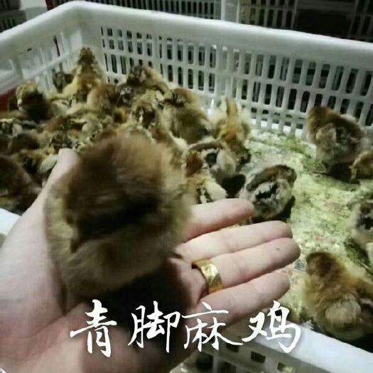如东县青脚麻鸡苗 