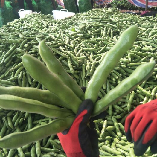 易门县新鲜蚕豆 