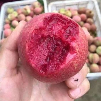 平邑县血桃苗 0.5~1米 