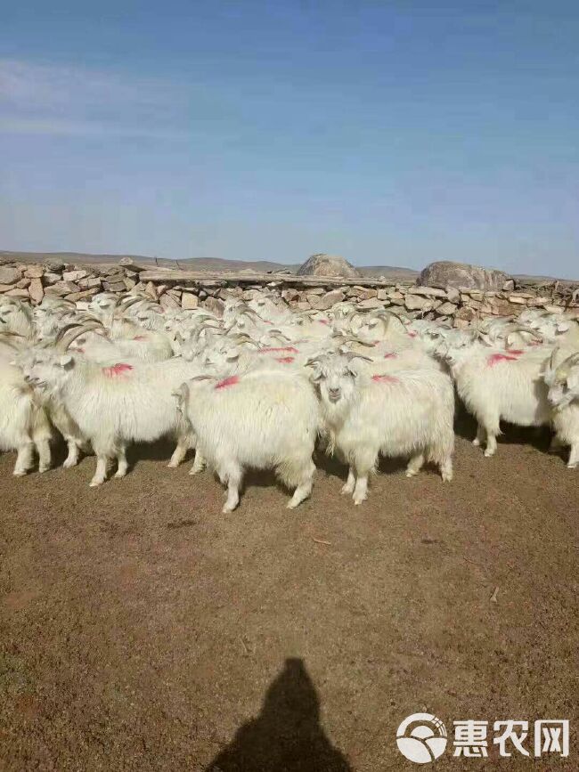 白山羊 50-80斤 
