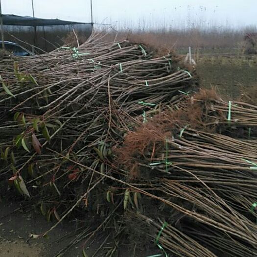 泰安吉塞拉樱桃苗 基地发货包湿包邮，