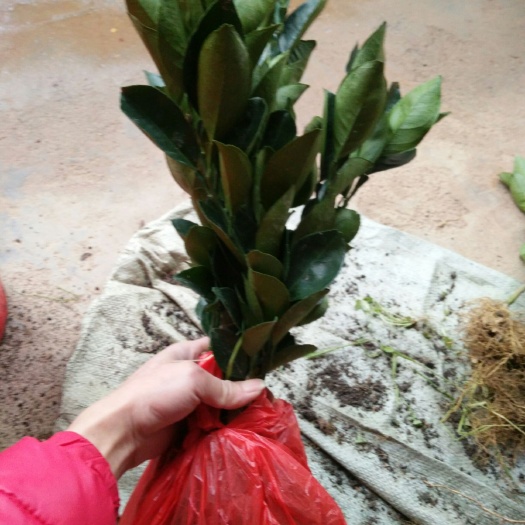 寻乌县纽荷尔脐橙苗 嫁接苗 0.5~1米