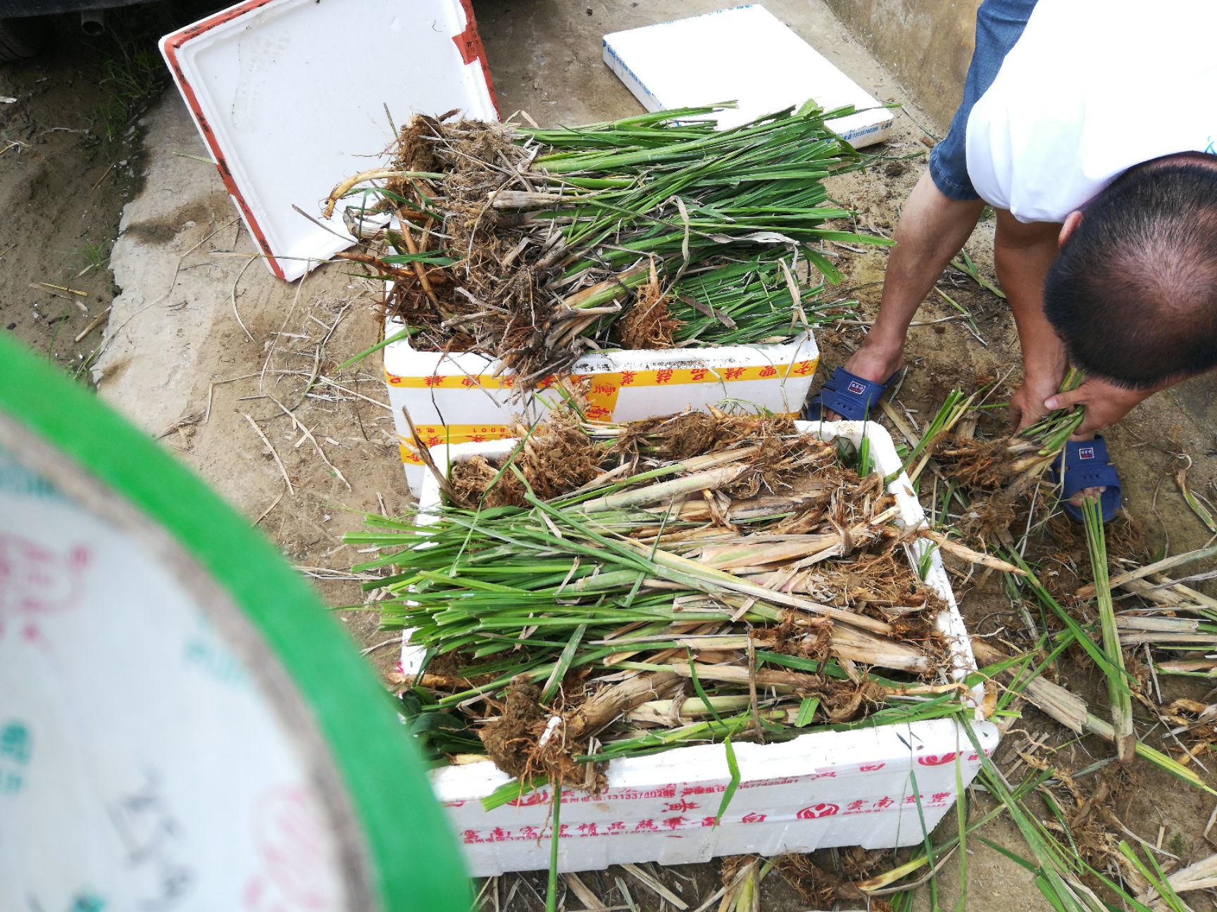 茭白种苗  早熟 双季 高产 浙茭2号6号7号 无黑心 种苗