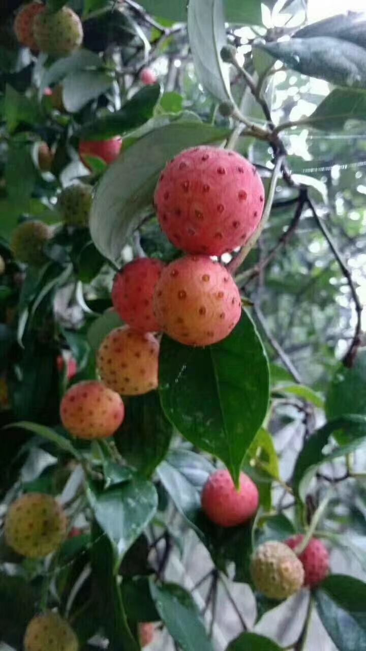 四照花果苗 四照花  野荔枝