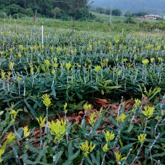 灵山县坚果树苗 0.5~1米