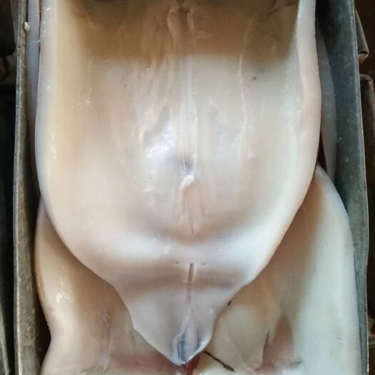 荣成市鱿鱼 