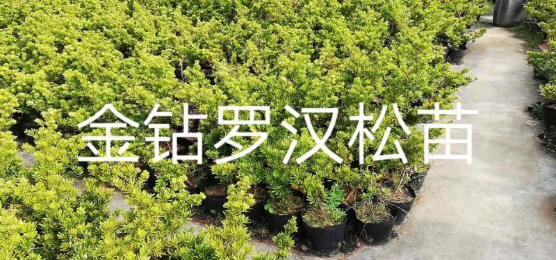 金鉆罗汉松 