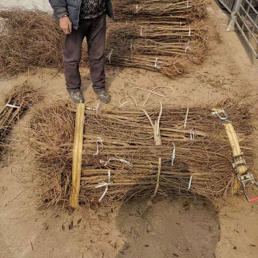 荥阳市突尼斯软籽石榴树苗 