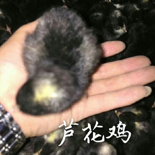 如东县芦花鸡苗 