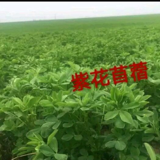 梁山县紫花苜蓿