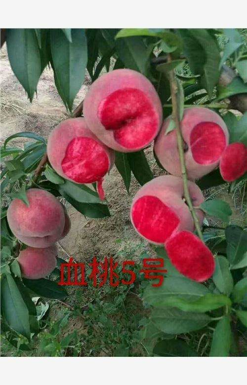 平邑县血桃苗  1~1.5米 结果树