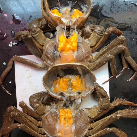 南京固城湖大闸蟹 公蟹
