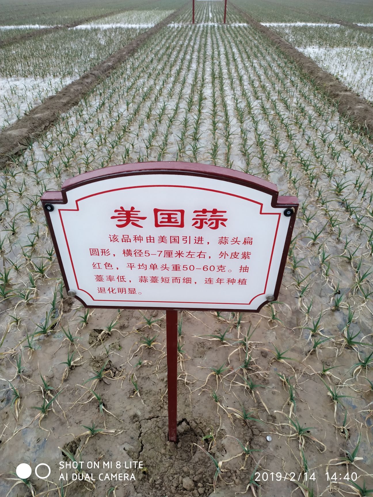  金乡本地富硒大蒜