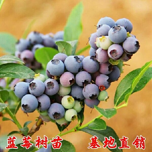 平邑县夏普蓝蓝莓苗 
