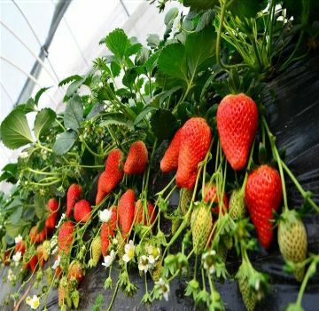 平邑县奶油草莓苗 10~20公分 地栽苗 