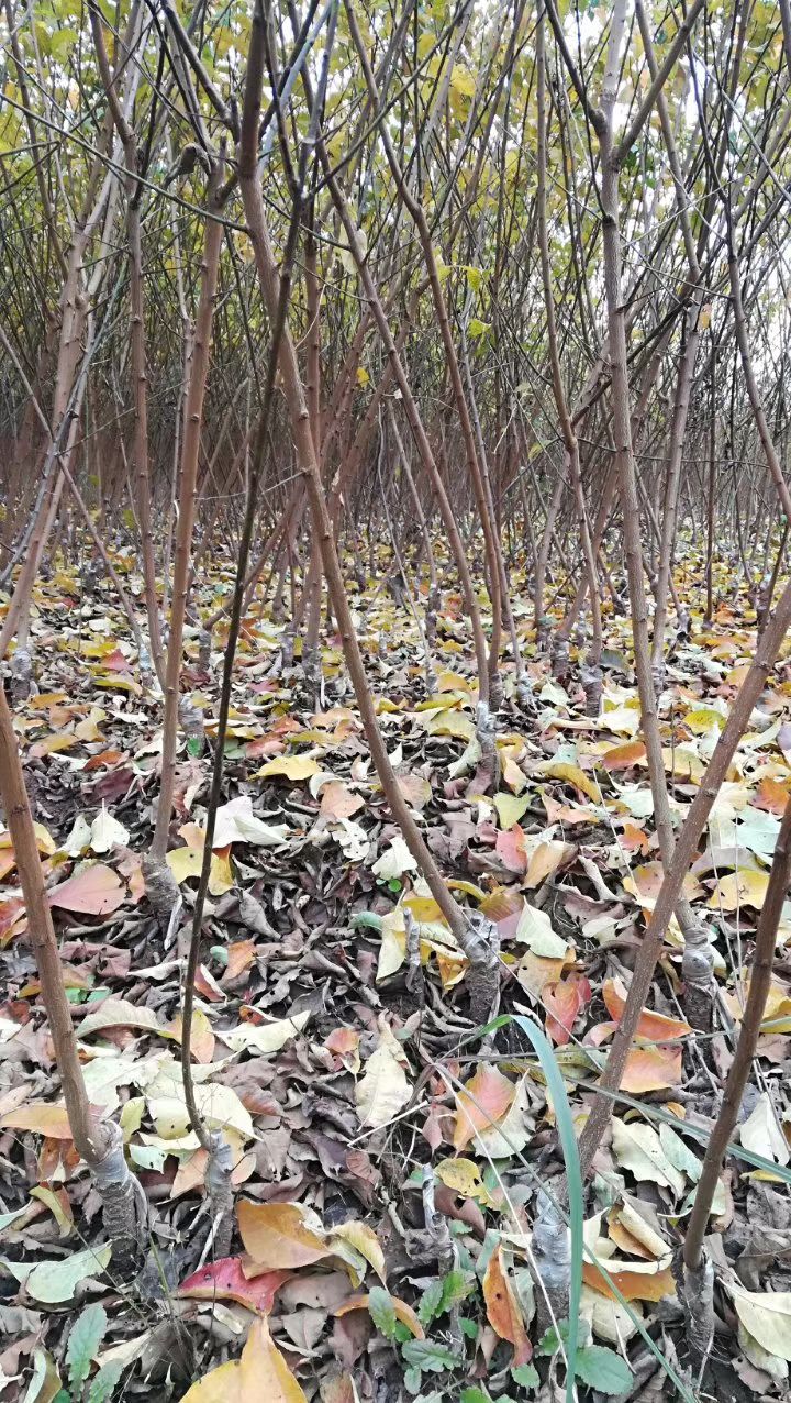 简阳市脆红李苗 