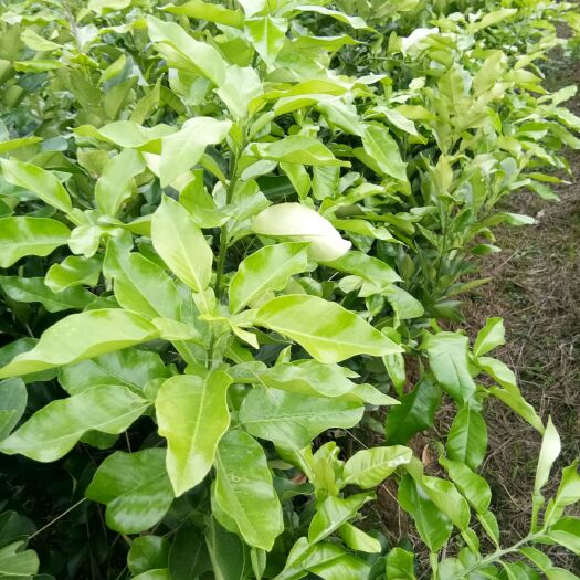平南县红肉蜜柚苗 