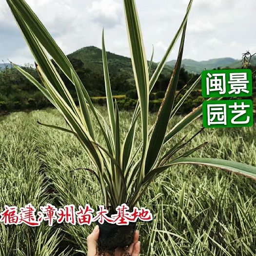 漳州山菅兰  福建漳州