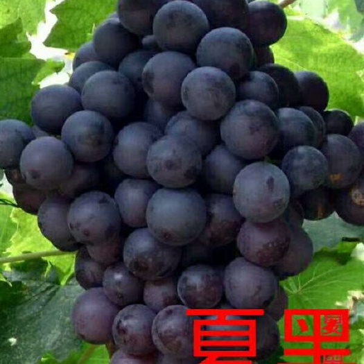 泰安夏黑葡萄苗 