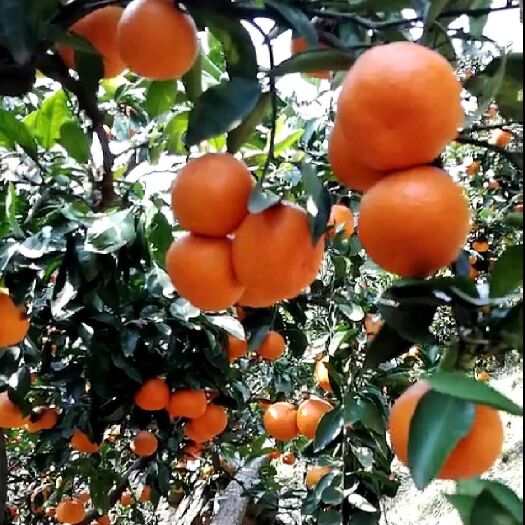 象山红美人柑橘苗 嫁接苗 0.5~1米 