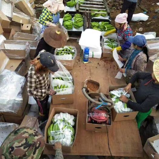 腾冲市缅甸香蕉 七成熟 