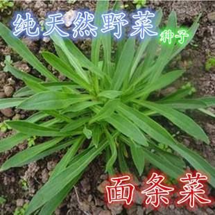 沭阳县面条菜种子  蔬菜种子