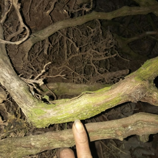 重庆市玫瑰香葡萄苗  5年苗，巨丰葡萄树苗，结果几年了