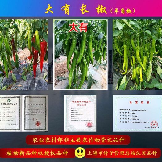 寿光市辣椒种子 大有长椒 杂交种 ≥97%