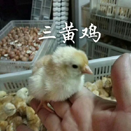 如东县三黄鸡苗 