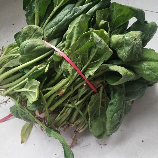 冠县越冬菠菜 15~20cm 