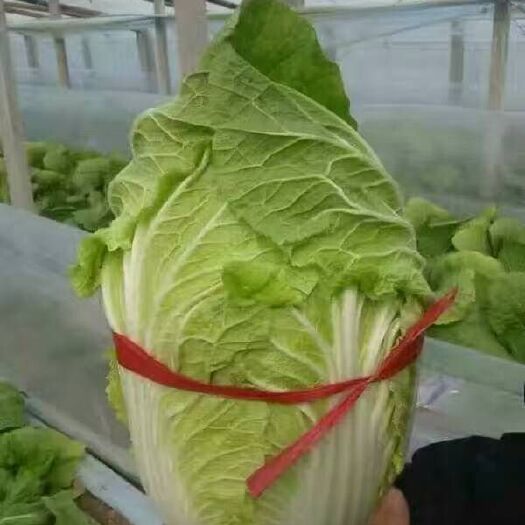 矮颗薄帮黄心白菜