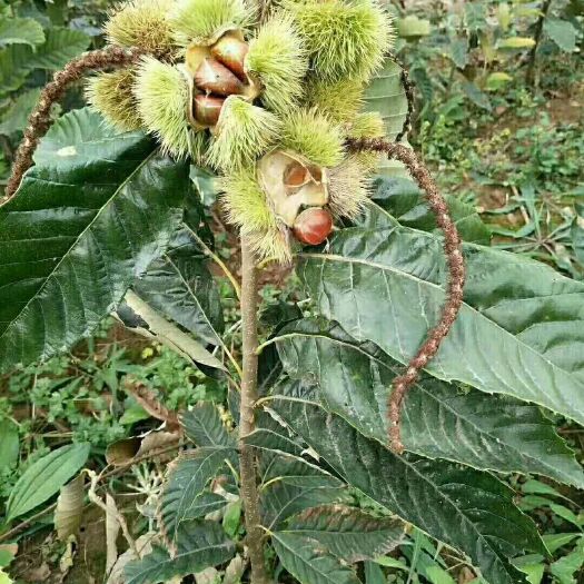 泰安大红袍板栗苗 嫁接苗 1~1.5米 
