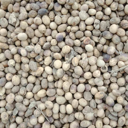 太和县黄大豆 生大豆 5等品 