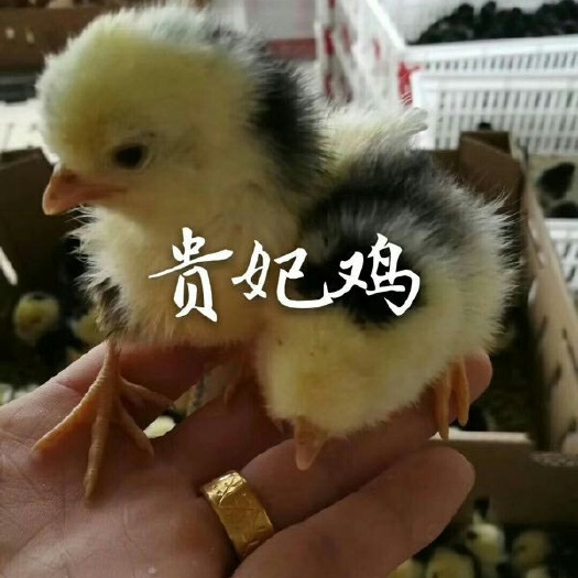 如东县贵妃鸡鸡苗  贵妃鸡苗